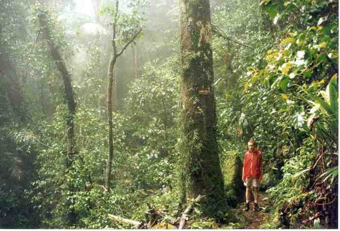 Rainforest_in_the_rain_Binnaburra_95_HG