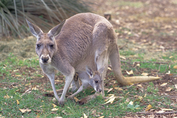 kangarooWEB.jpg
