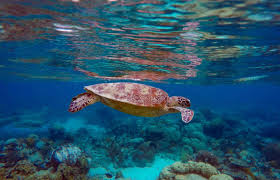 Go Turtle-Y At Great Barrier Reef - Where Can You View These Marine Creatures