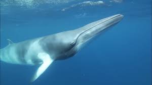 Watch Minke Whales Up Close At Great Barrier Reef