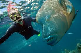 What Are The Best Scuba Dive Sites At Southern Great Barrier Reef