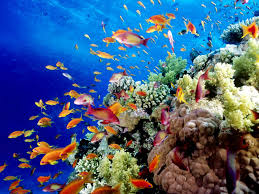Australia Best Great Barrier Reef Holidays Packages