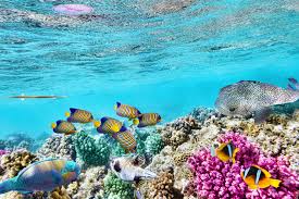 Visit the Beautiful Great Barrier Reef Tours Australia.jpg
