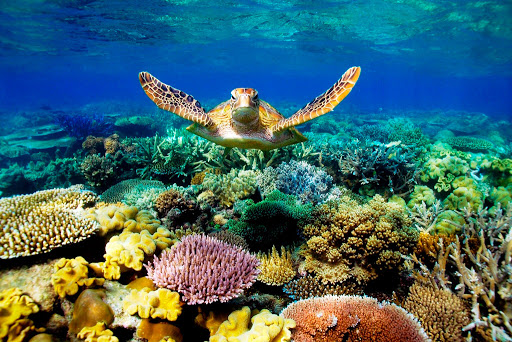 GREATE BARRIER REEF CHEAP TOUR PACKAGE FOR ANIMAL LOVERS..