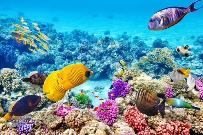 GREATE BARRIER REEF CHEAP TOUR PACKAGE FOR ANIMAL LOVERS.